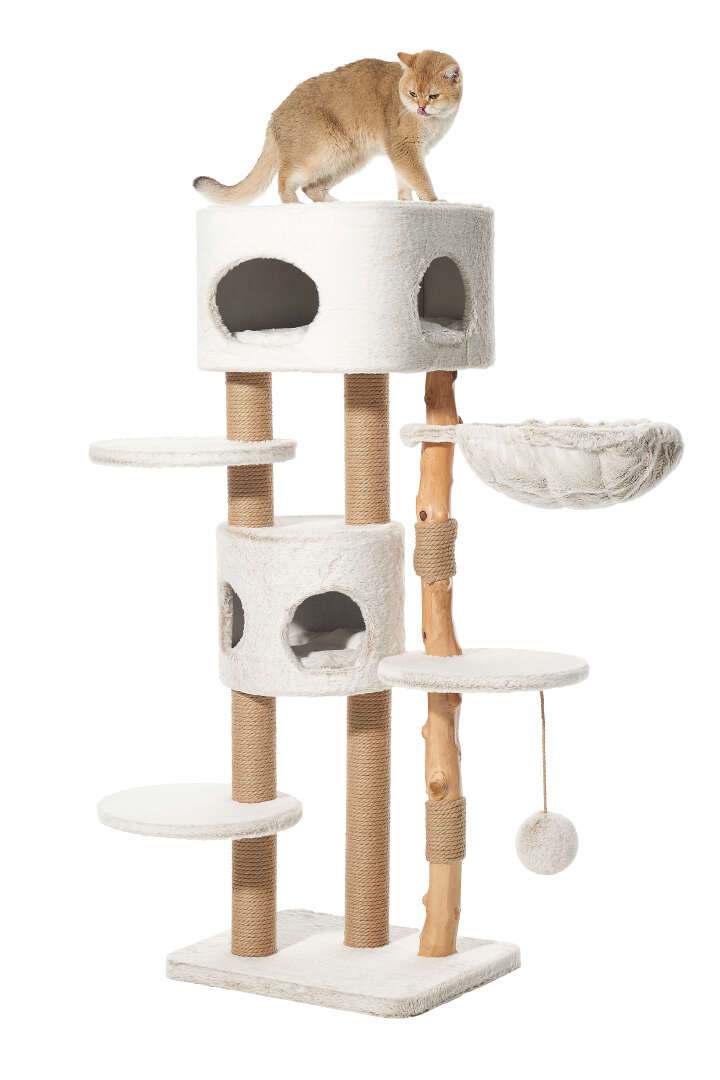 Nobby Kratzbaum Loya